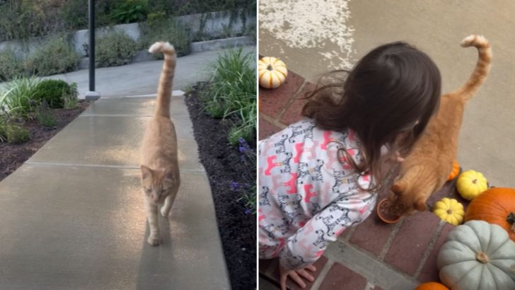 Orange Cat Visits His Little Friend Every Day And It’s The Cutest Thing You’ll See Today