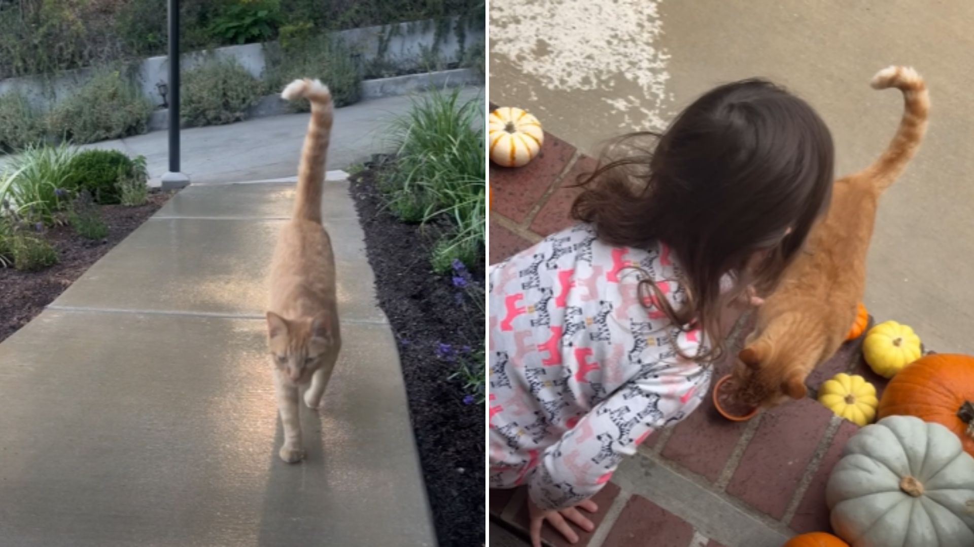 orange cat visiting little girl