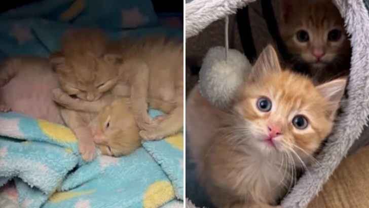 Orphaned Kittens Take Over Their New Foster Home, And Everyone Adores Them – Even The Dog!