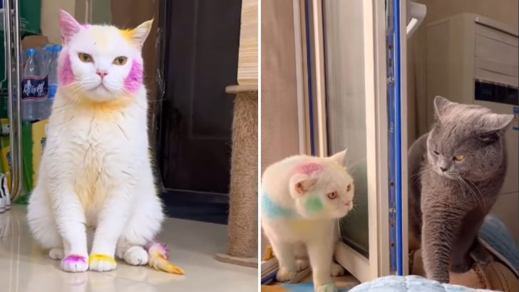 Owner Dyes Cat’s Fur In Different Colors And When You See Why You’ll Be Totally Amazed