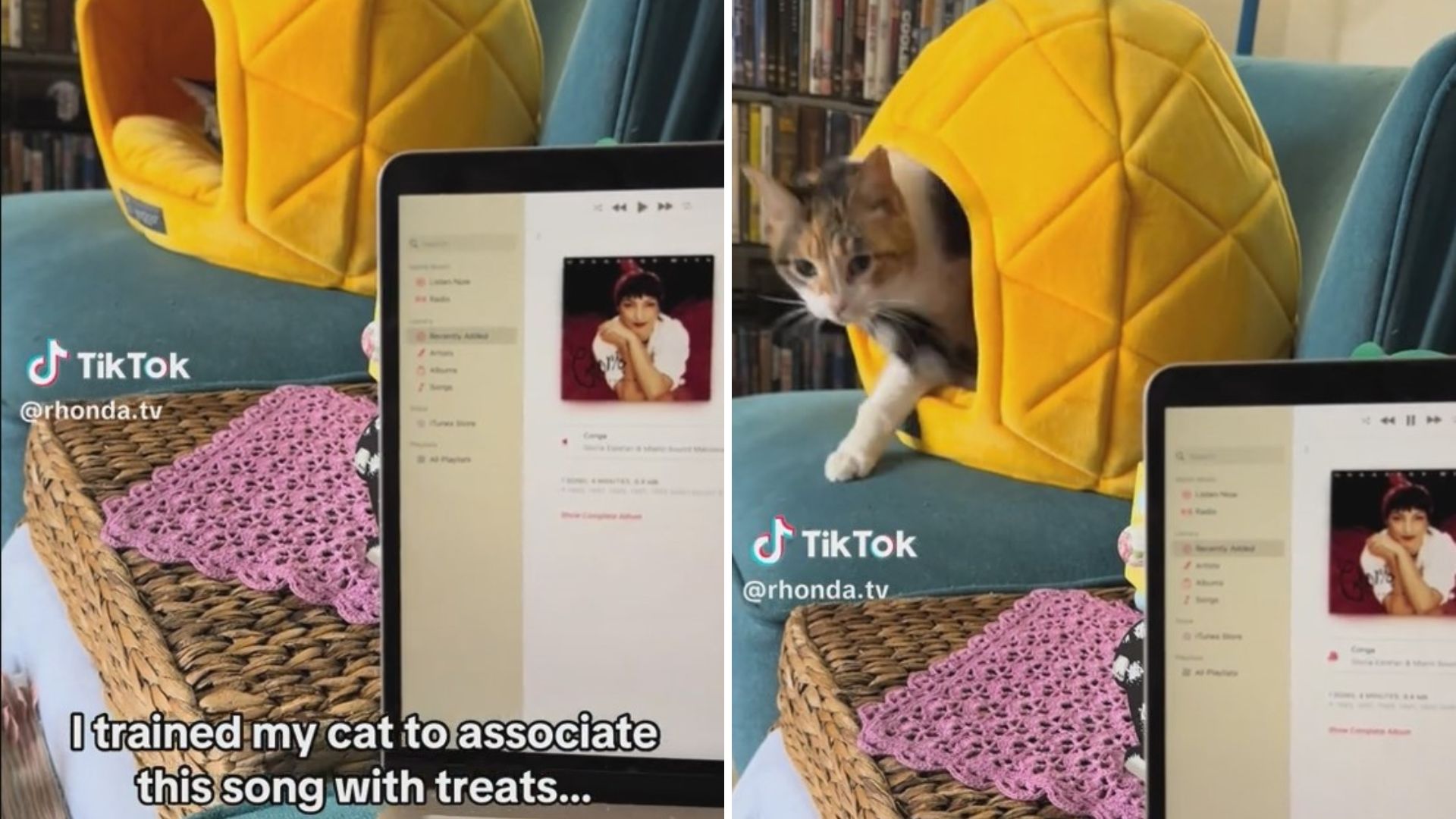 Owner Trains Her Calico Cat