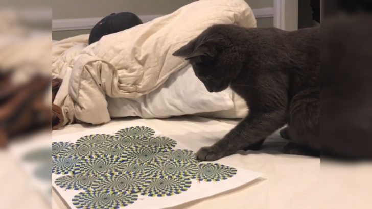 Owner Tricks Cat With Optical Illusion And Its Reaction Will Make Your Day