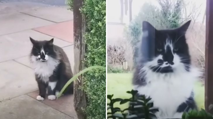 Persistent Cat Takes 5 Years To Convince A Family To Let Him Into Their Hearts And Home