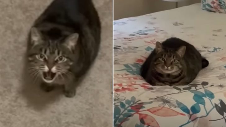 Pet Sitter Shocked At The Way This Cat Greeted Her