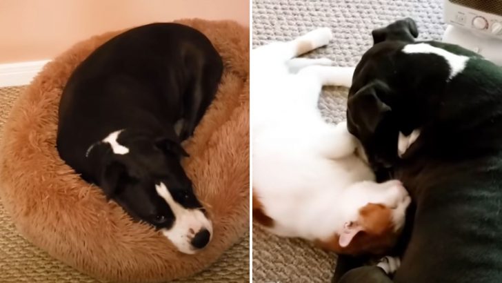 Pit Bull With A Painful Past Chooses A Stray Cat Over Dogs And Gets A Friend For Life