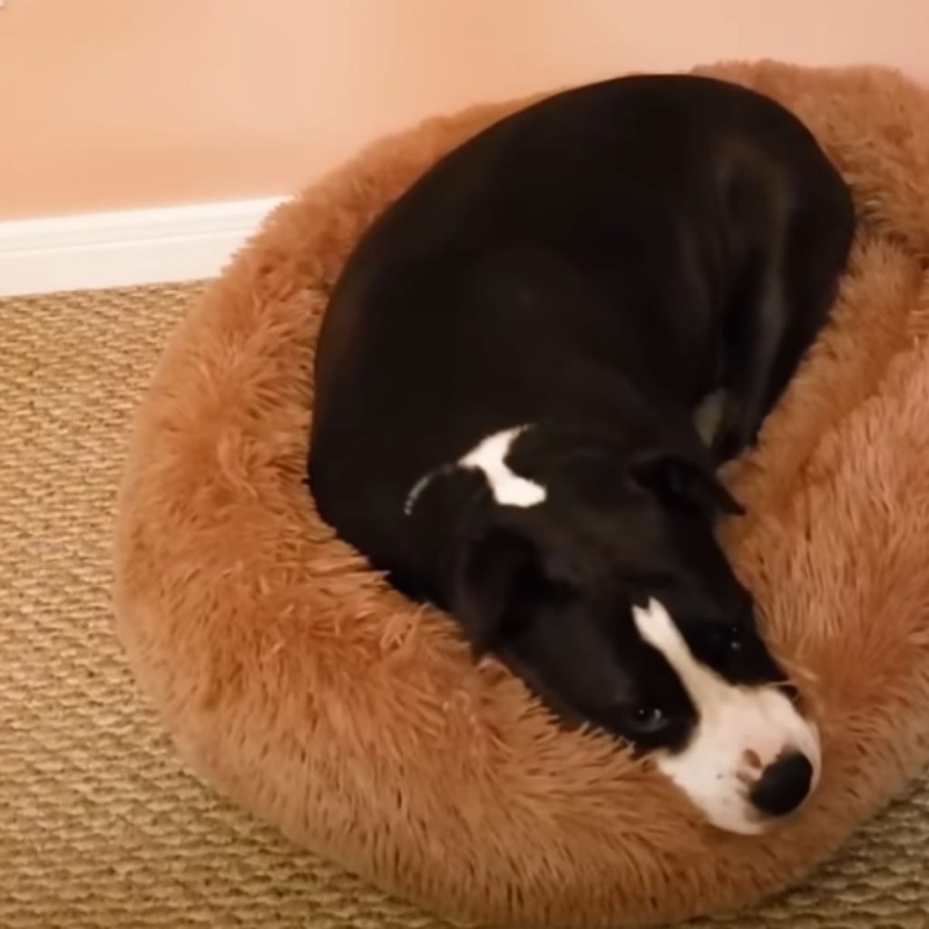 Pit bull lying on a brown pillow