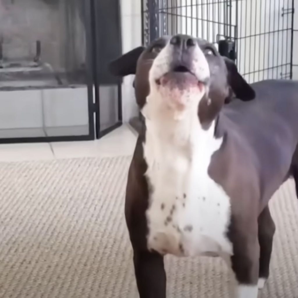 Pit bull standing with head held high