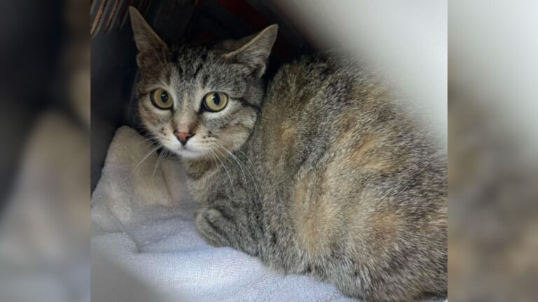 Pregnant Feral Cat Learns To Trust Humans Thanks To Wisconsin Rescuer