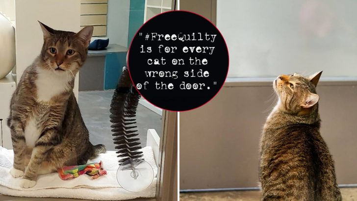 Quilty, The Viral Cat Guilty For Multiple Jailbreaks At Huston Shelter, Sparks Amazing Movement