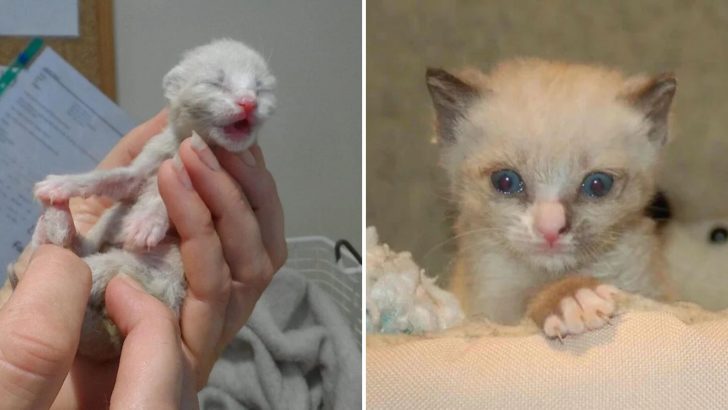 Rescued As A Helpless Newborn, Kitten Transforms Into Shelter’s Most Inspiring Success Story