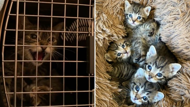 Rescuers Save A Feral Cat And Dedicated Fosterer Turns Her Four Kittens Into Loving Cuddle Bugs