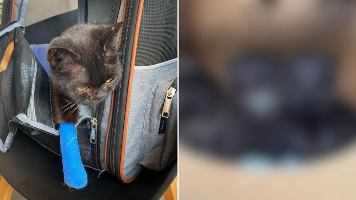 Rescuers Save An Injured Black Cat Not Knowing She Will Need A Bigger Room At The Shelter