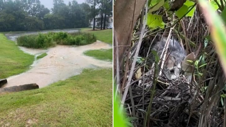 Rescuers Shocked To See A Pair Of Eyes Staring Back At Them In A Flooded Marsh