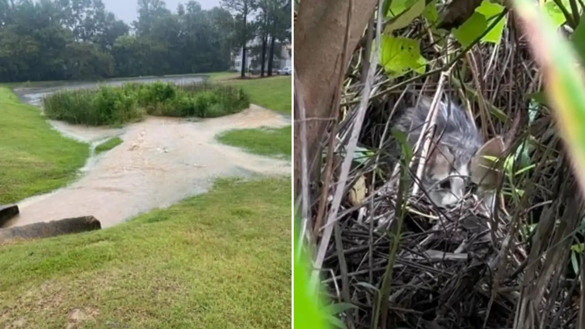 cat in flooded marsh