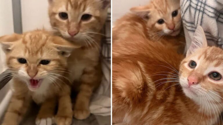 Seattle Fosterer Helps Shy Bonded Kittens Become Sweet Cuddle Companions