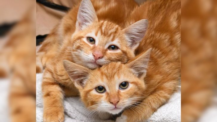 Seattle Fosterer Takes In Shy Bonded Kittens And Helps Them Turn Into Sweet Cuddle Bugs