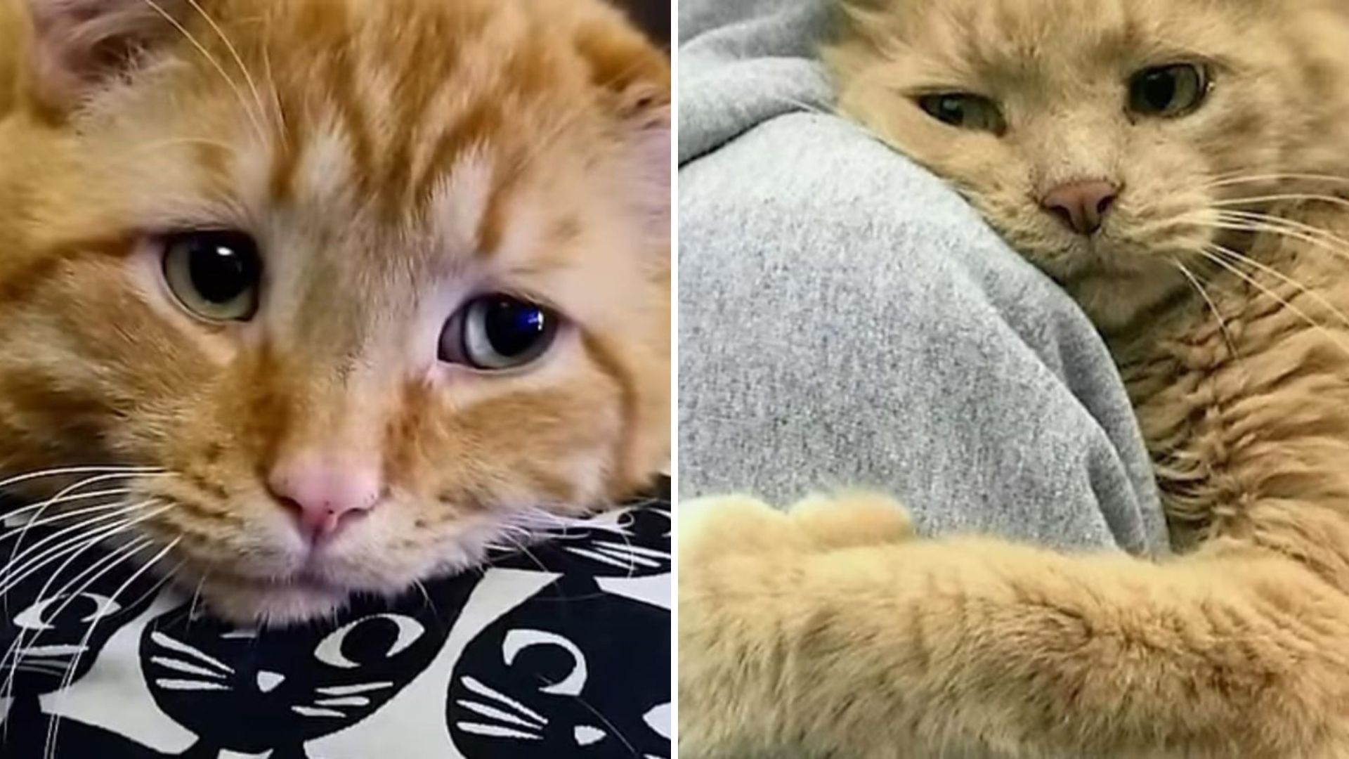 Senior Cat Disappears From His Home In California, But 7 Years Later A Miracle Happens