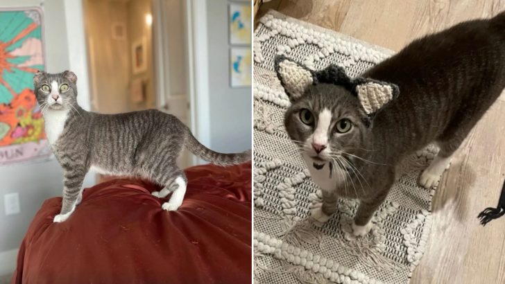 Shelter Cat Missing Ears Gets A Very Special Present From Her Caretaker