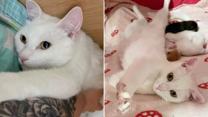 Shelter Welcomes A Pregnant Cat No One Wanted And She Delivers A Heartwarming Surprise