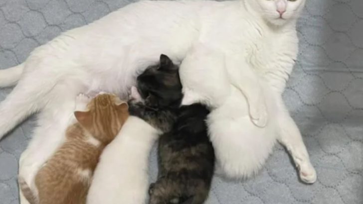 Shelter Welcomes A Pregnant Cat No One Wanted And She Delivers A Heartwarming Surprise