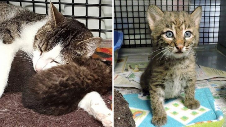 Stray Cat Steps In As Loving Surrogate Mom For Orphaned Bobcat And Saves His Life