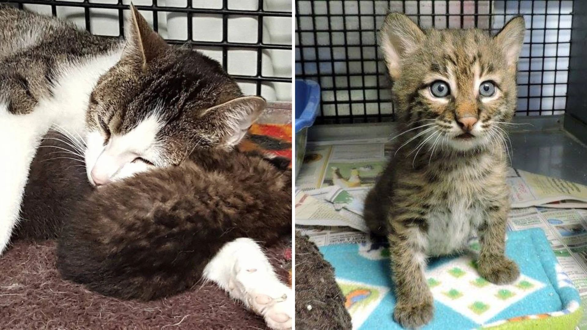 Stray Cat Steps In As Loving Surrogate Mom For Orphaned