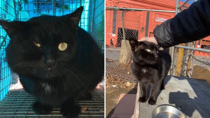 Stray Community Cat Trades Street Life For A Home Worthy Of His Name