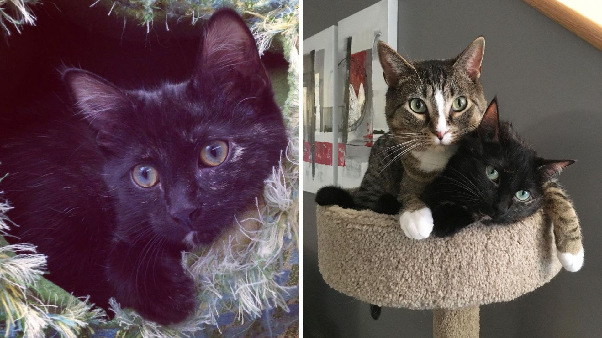 Stressed And Unwell, Abandoned Cat Finds The Love That Brings Her Back To Life