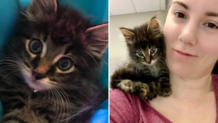 Teeny Stray Kitten Walks Into An Office To Adopt His Forever Mom