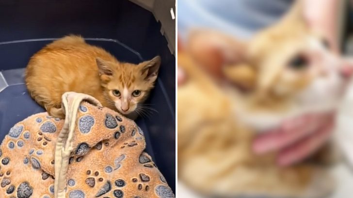 Tennessee Mechanic Finds A Box Of Kittens, But One One Them Is A Total Surprise