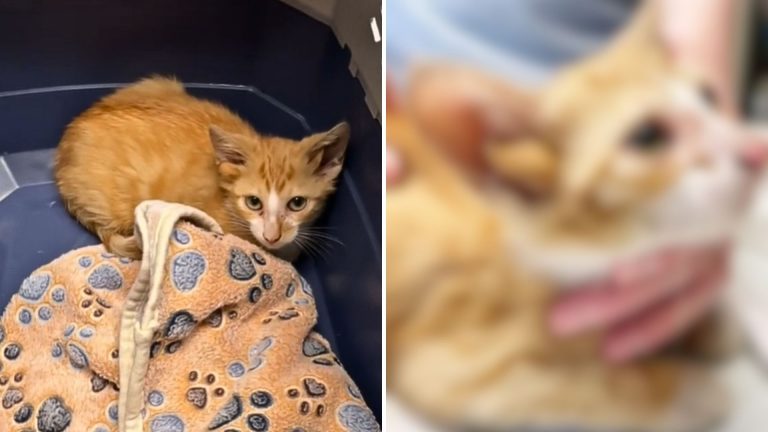 Tennessee Mechanic Finds A Box Of Kittens, But One One Them Is A Total Surprise