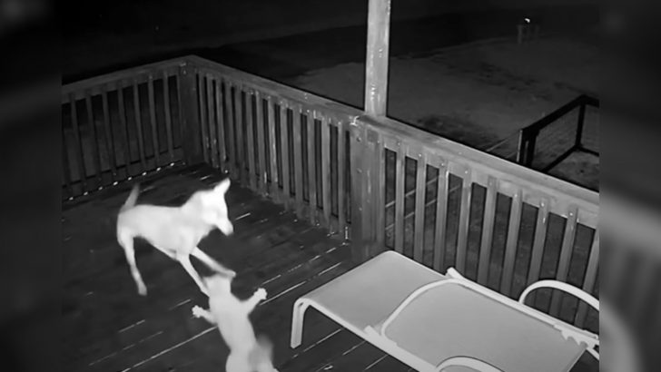 Texas Security Camera Captures A Cat’s Fight For Survival After A Coyote Attacks Him