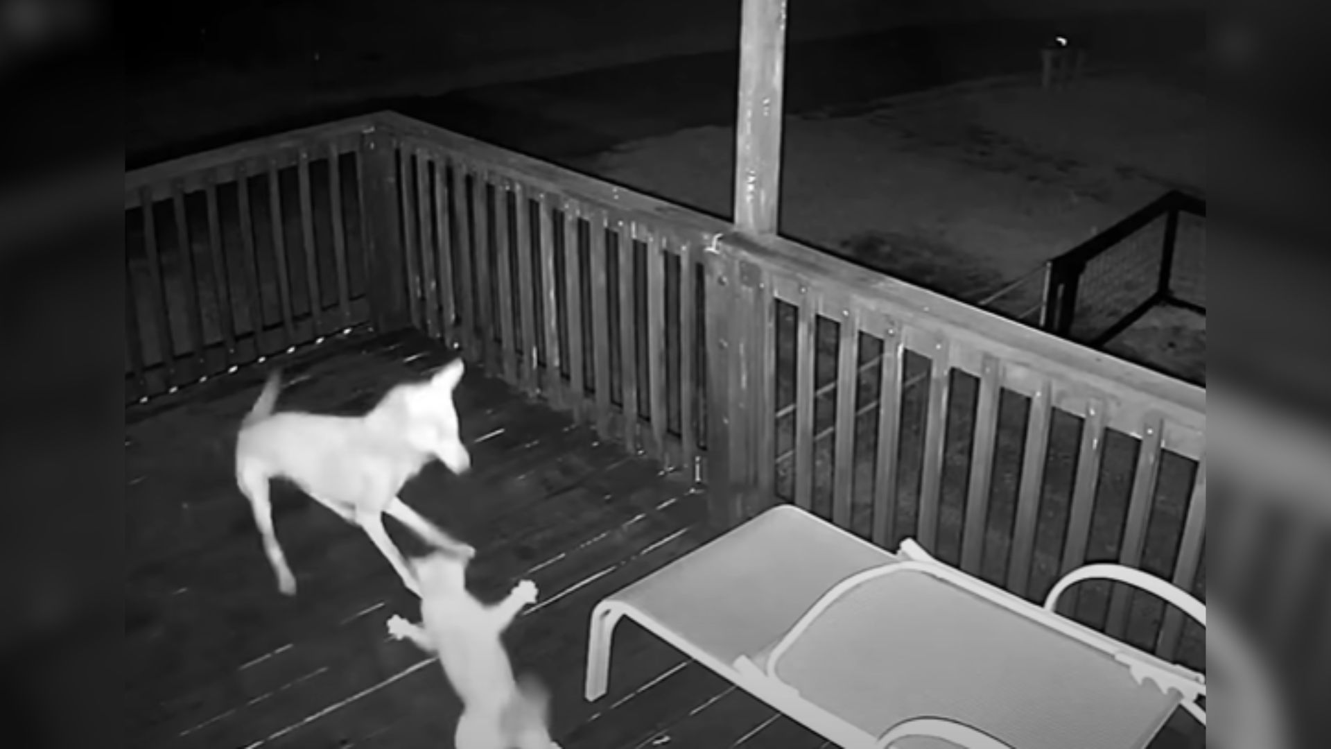 coyote attacks a cat