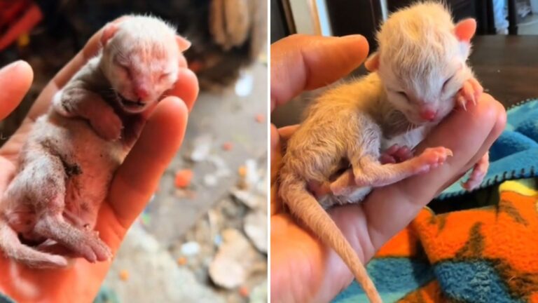 Texas Woman Rescues Tiny Kitten Found In Trash Struggling To Survive