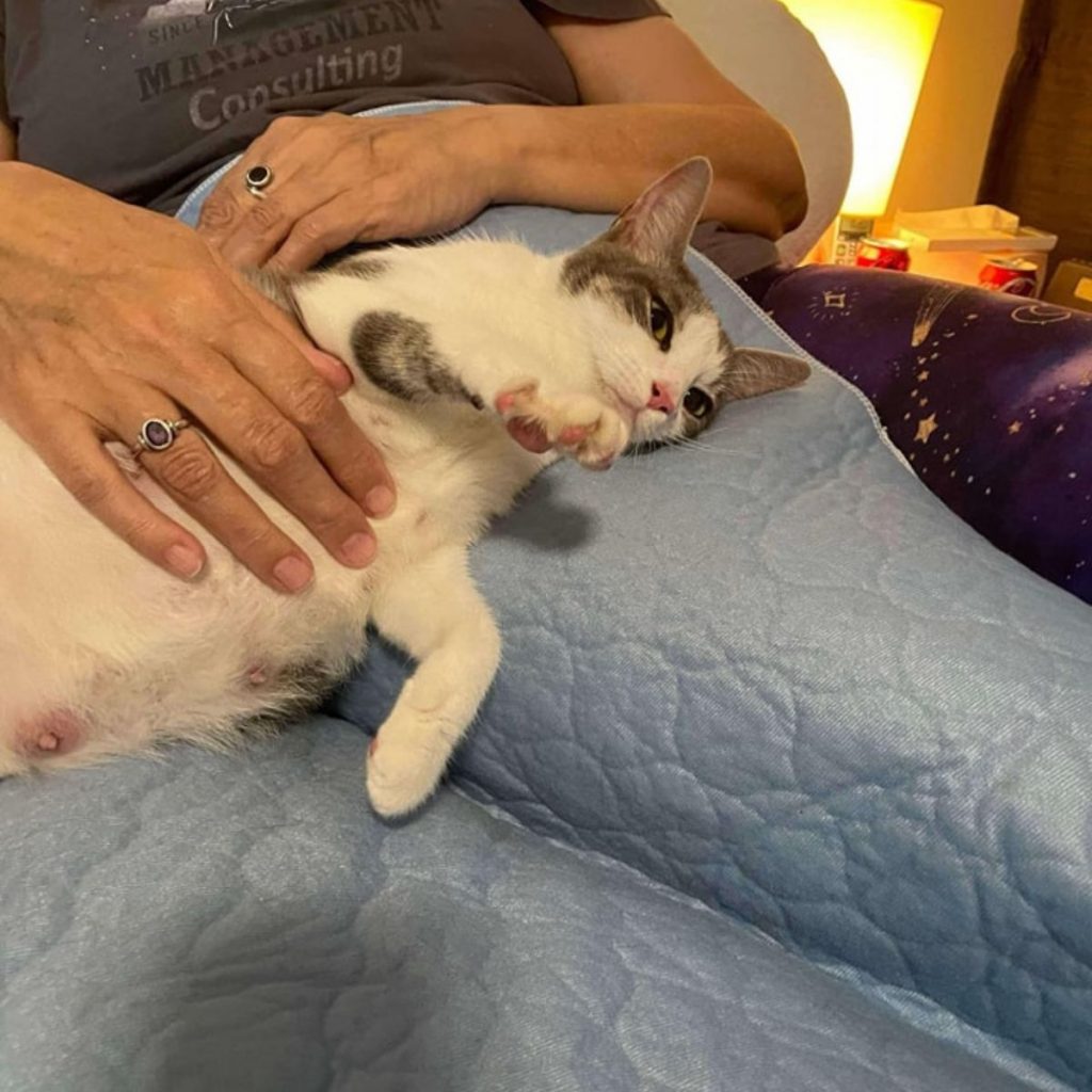 The cat enjoys being petted by a woman