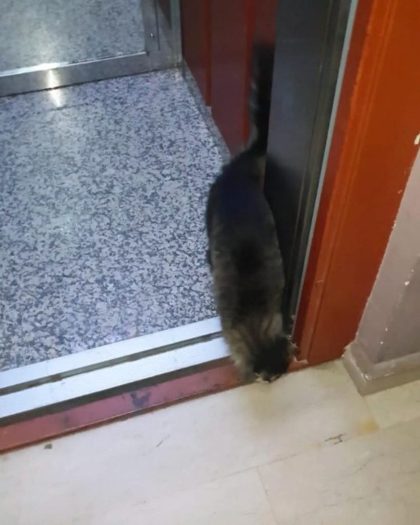 The cat is getting out of the elevator