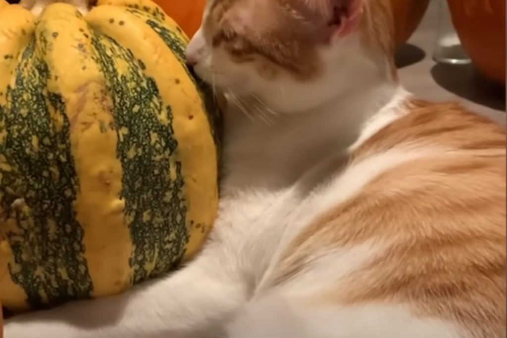 The cat is licking the pumpkin.