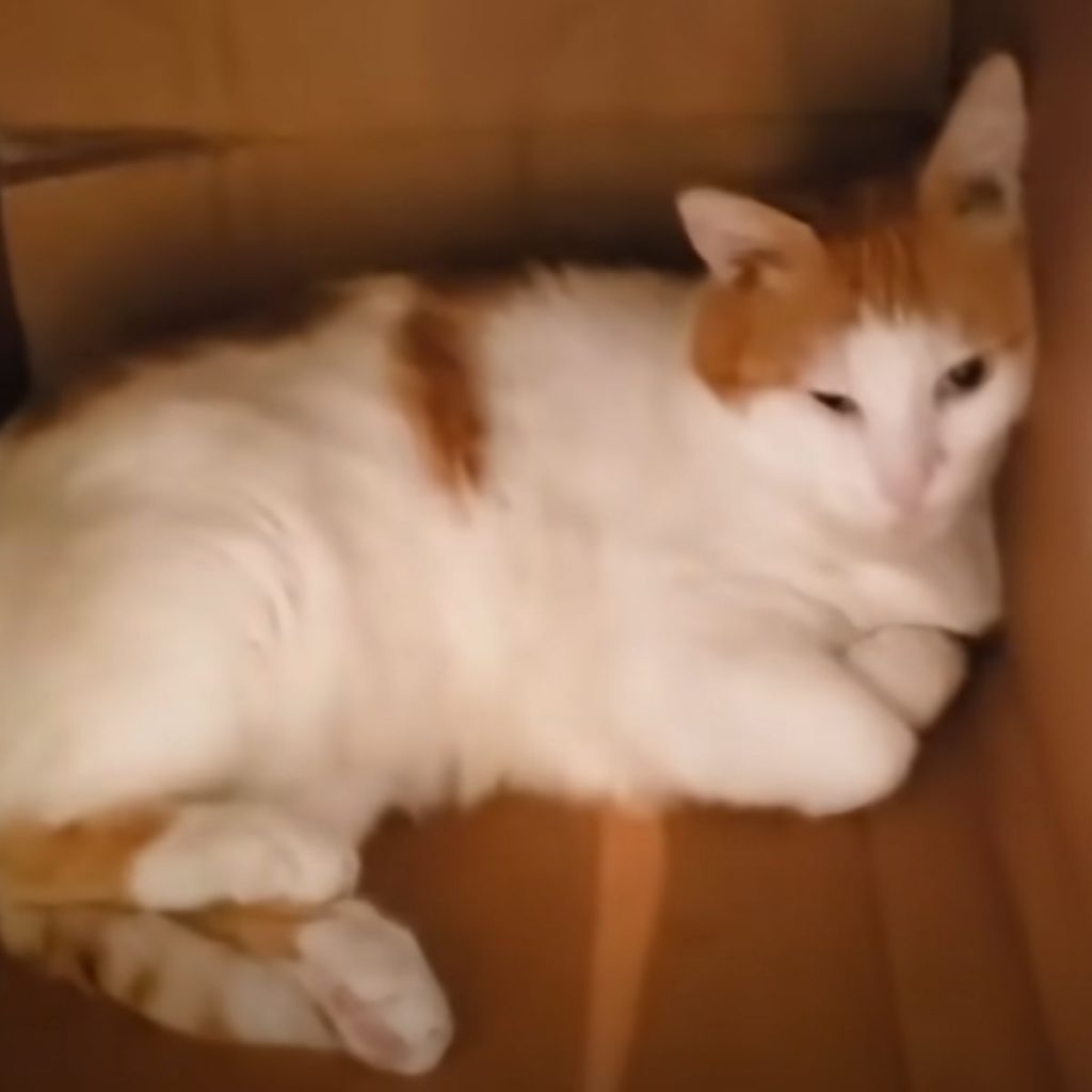 The cat is lying in the box