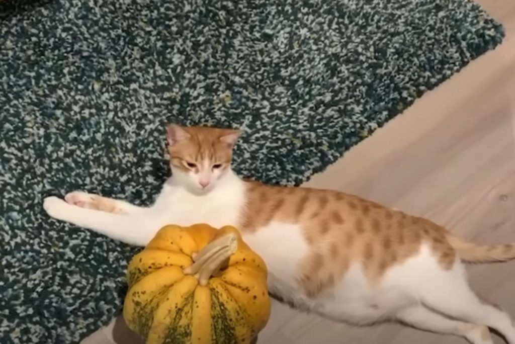 The cat is lying on the floor and looking at the pumpkin.