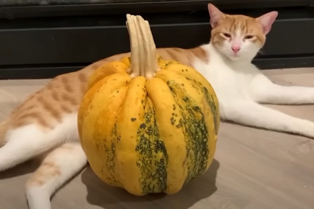 The cat is lying on the floor next to the pumpkin.