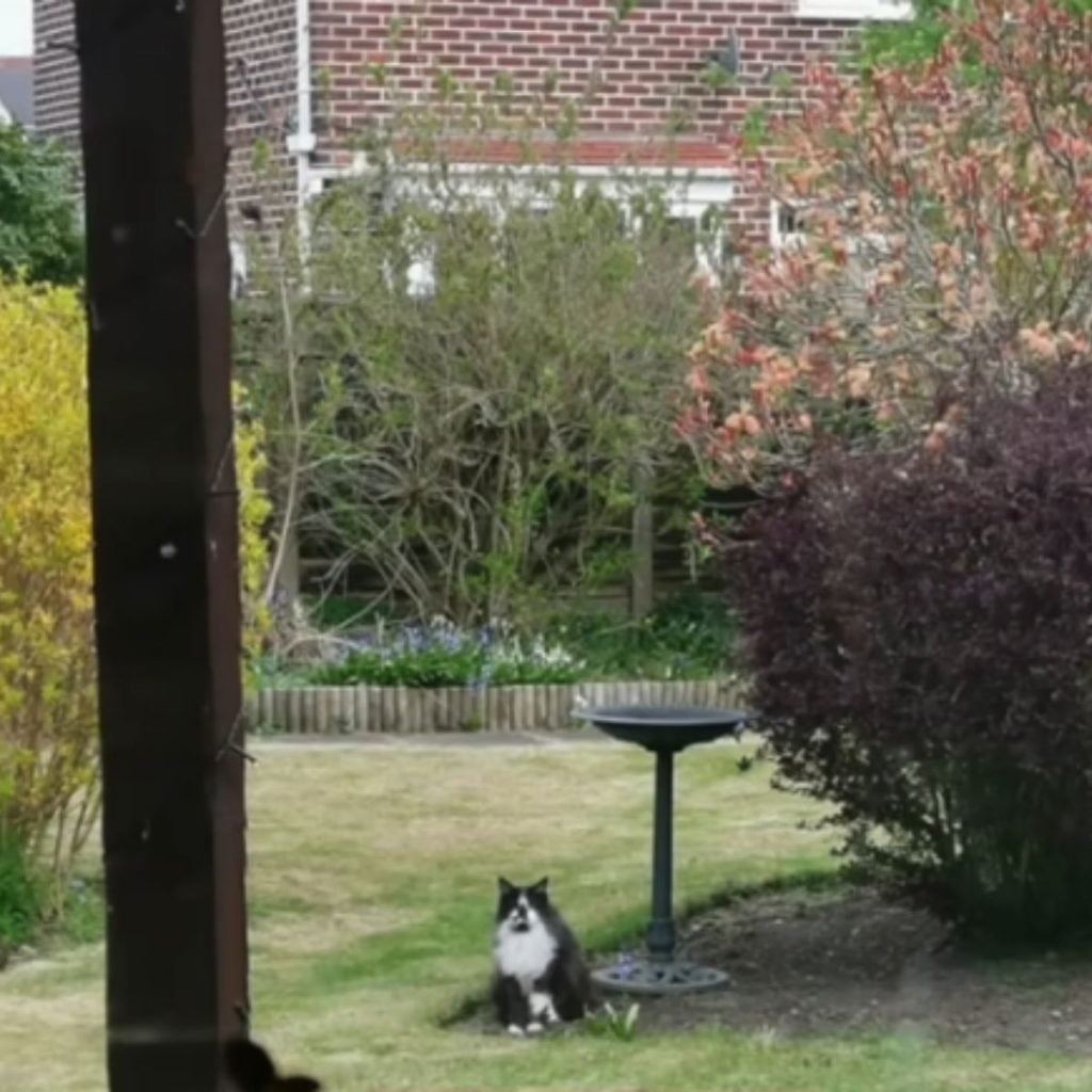 The cat is sitting in the yard