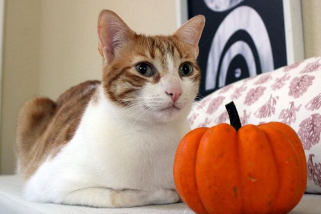 The cat is sitting next to an orange pumpkin.