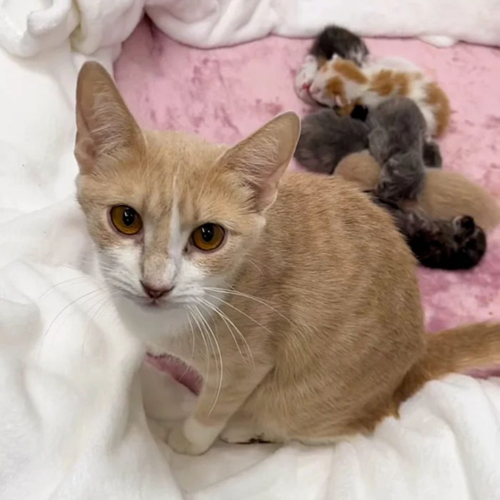 The cat is sitting next to her kittens