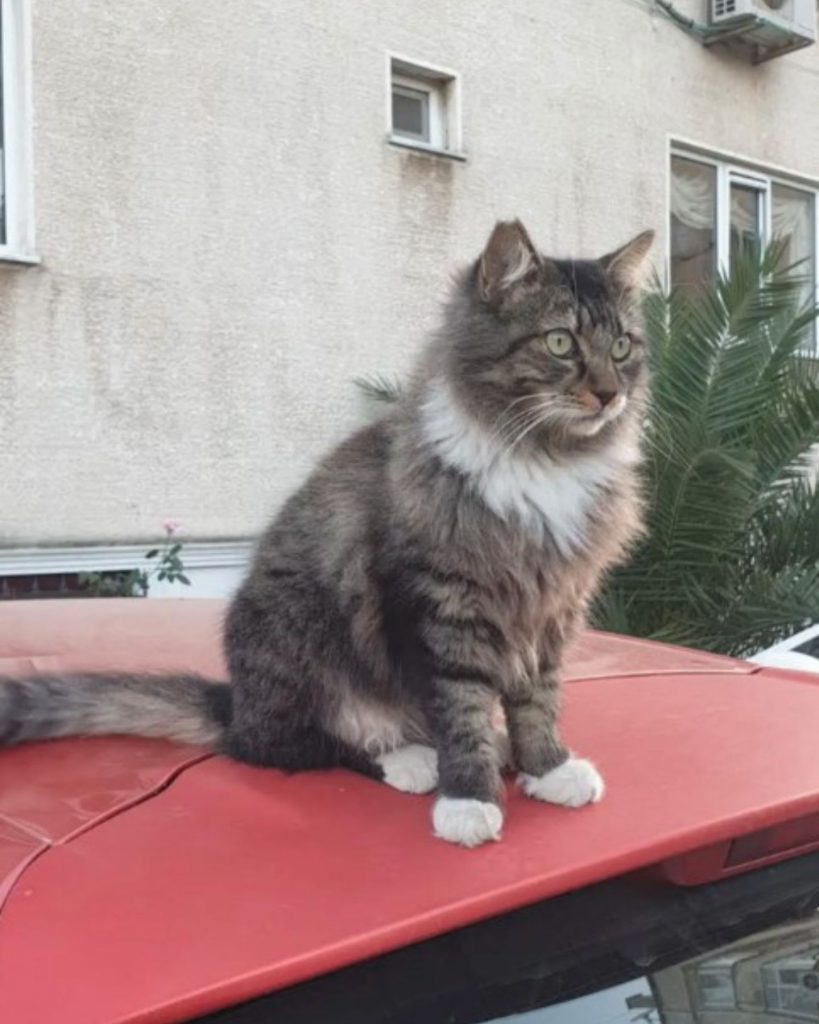 The cat is sitting on the roof of the car