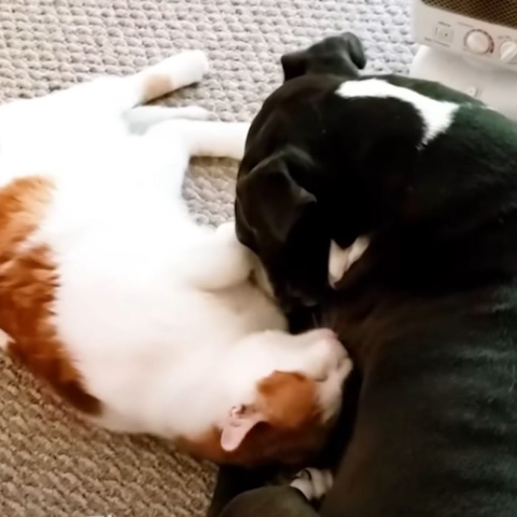 The cat is sleeping next to the dog