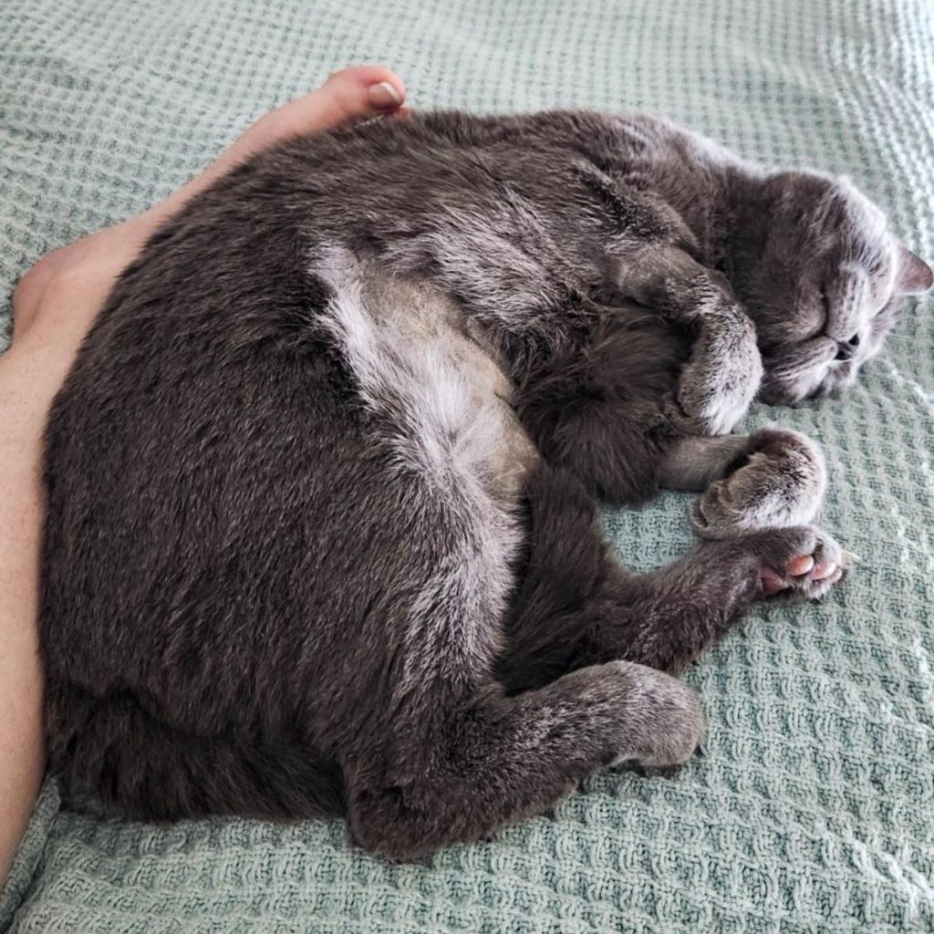 The cat is sleeping on the bed next to the woman's leg.