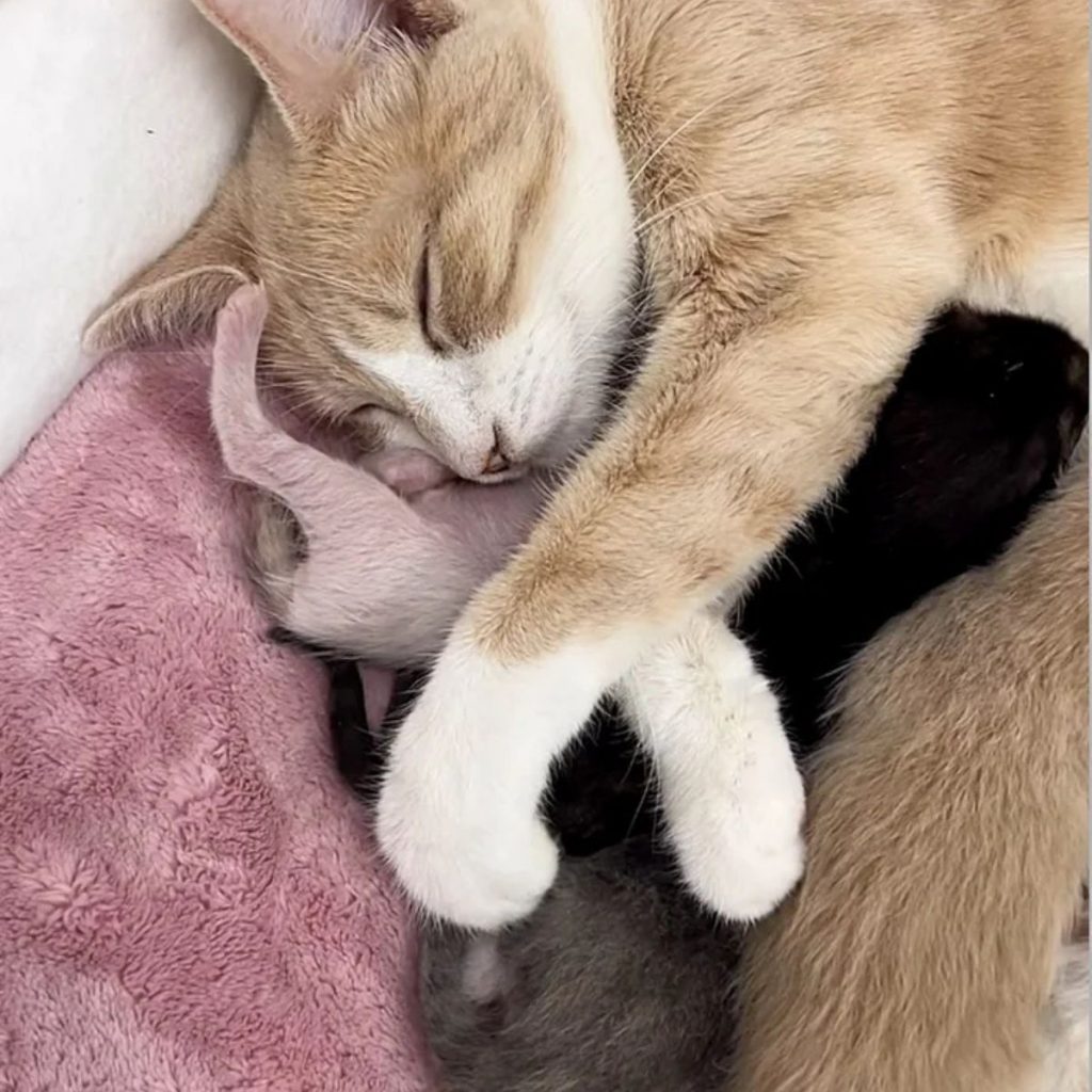 The cat is sleeping with its kittens