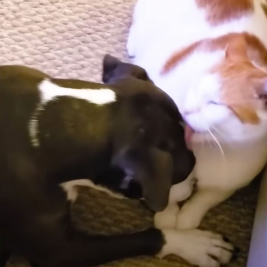 The cat licks the dog's head.