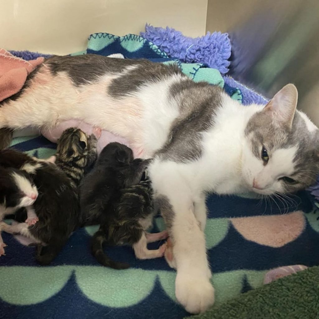 The cat lies down while nursing her kittens