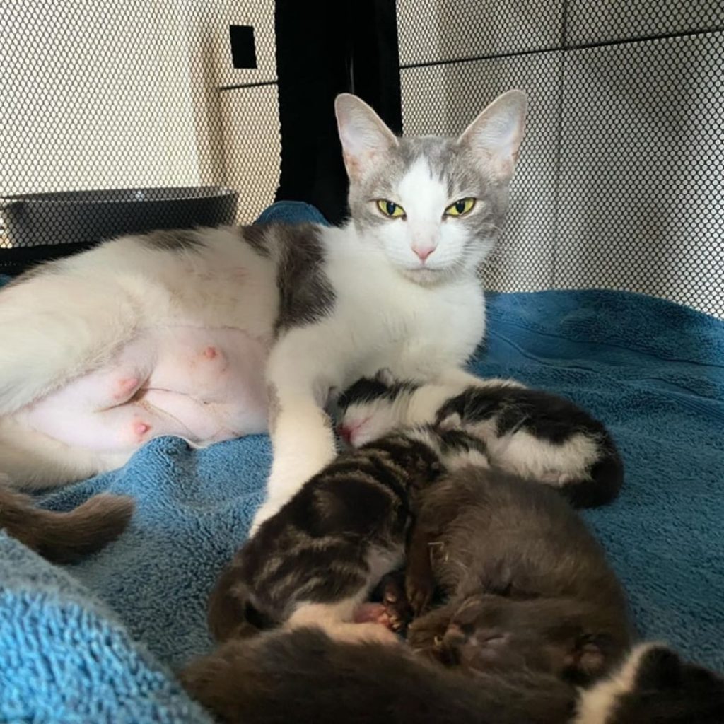 The cat looks after her kittens